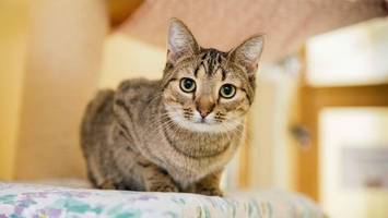 armes flaschenkind: katze minnie sucht ein neues zuhause