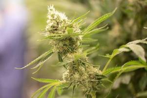 behörden müssen allein in bayern 29.000 cannabis-akten neu prüfen
