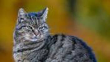 tiere: kinder retten katze aus stausee
