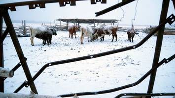 Mongolei: Millionen Herdentiere sterben im Extremwinter