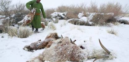 mongolei: 4,7 millionen tiere verenden bei extremwinter »dzud«