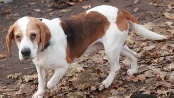 nach jahren der qual: sanfter beagle-opi sucht ein zuhause