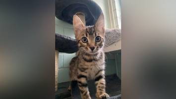 süße bengalkätzchen suchen neues heim: wer hat gute nerven?