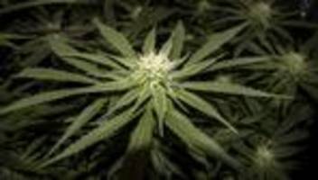 Cannabis-Legalisierung: Leider noch nicht eingetütet
