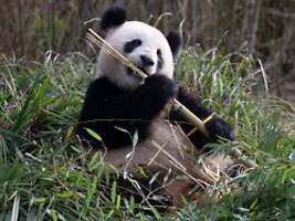Experten in Berlin eingetroffen: Bundesweit einziges Panda-Pärchen soll sich paaren