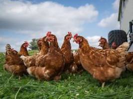 Hektik auf dem Hühnerhof: Geflügelwirtschaft warnt vor Eier-Engpass