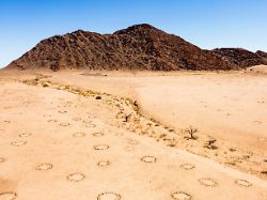 Mysterium im Grasland Namibias: Rätsel zur Ursache der Feenkreise ist gelöst