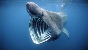 Adria: Riesenhai vor der italienischen Küste gesichtet