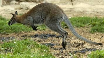 entflohenes känguru in der region sternberg unterwegs
