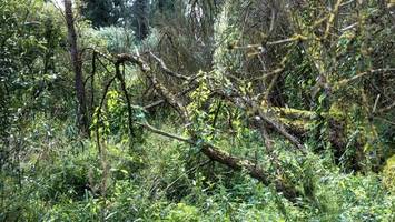Nabu und CDU fordern mehr naturnahen Wald
