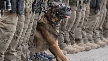 Polizeihund beißt mutmaßlichen Einbrecher in den Po