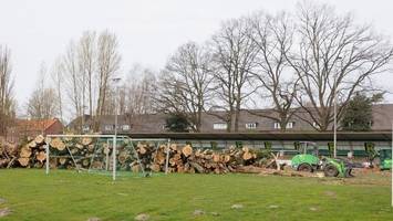 Warum am Fußballplatz so viele Bäume gefällt wurden