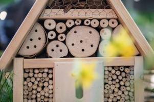 Insektenhotel bauen: Wie geht es und warum hilft es Insekten?