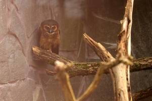 Diese neuen Tiere leben im Augsburger Zoo