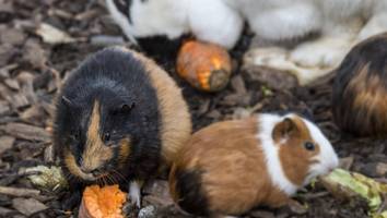 Unfassbare Tierquälerei - Junge (9) tötet mehrere Tiere in niederländischem Streichelzoo
