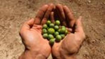Stiftung Warentest: Qualität von Olivenöl durch Klimawandel gesunken