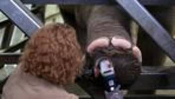 Tiere: Fußpflege für Elefanten im Kölner Zoo