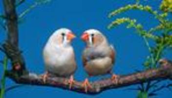 Vogelgezwitscher: Sing mir das Lied  von der Liebe, du Vogel