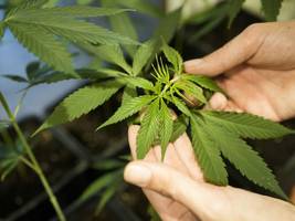 Cannabis: So wird die Freigabe zum Problem statt zur Lösung