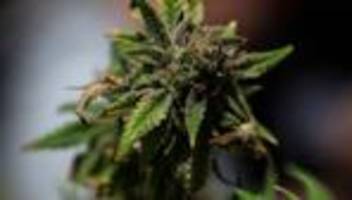 Cannabis: Bundesrat ebnet Weg zur Teillegalisierung