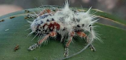 australien: forscher findet neue käfergattung beim camping