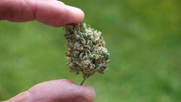 bundesrat entscheidet über cannabis-freigabe