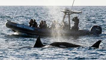 forscher beobachten brutal anmutende jagd-taktik bei orcas