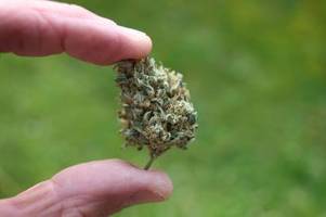 Bundesrat entscheidet über Cannabis-Freigabe