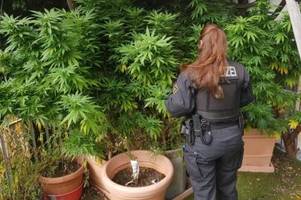 Cannabis-Legalisierung in Deutschland: So viele Pflanzen sind im Eigenanbau erlaubt