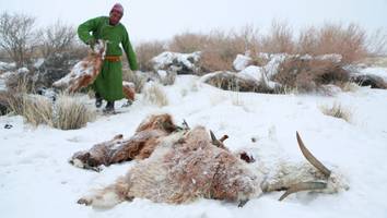 1000 Hirtenhaushalte verschüttet - Mongolei erlebt strengsten Winter seit 50 Jahren - Millionen Tiere tot
