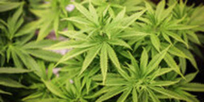 bundesratsvotum zu cannabis: grüne sauer auf woidke