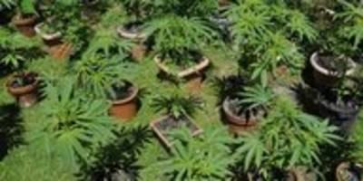 Cannabisanbau leicht gemacht: Augen auf bei der Samenwahl