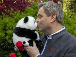 auslandsreise mit kuschelfaktor: söder im reich der pandabären