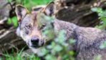 wolfsriss: niedersachsens umweltministerium will wolf zum abschuss freigeben
