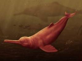 16 Millionen Jahre alter Fund: Größter bekannter Süßwasserdelfin am Amazonas entdeckt