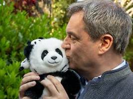 Ambition auf Kanzlerkandidatur?: Söder ist auf China-Reise im Panda-Fieber