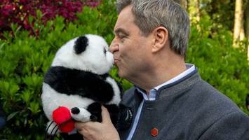 Premierminister und Pandas - Markus Söder in China