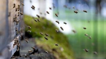 Polizei: Bienenvölker in Bremen gestohlen