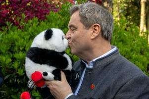 Premierminister und Pandas - Markus Söder in China