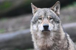 niedersachsen will wolf in schnellverfahren zum abschuss freigeben