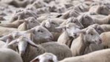 Ostergeschäft: Verband der Schafhalter: Gute Preise für Lammfleisch