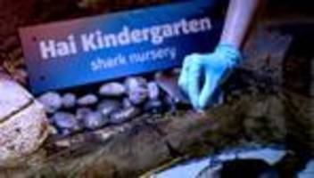 Tiere: Sea Life: Katzenhai-Babys früher als erwartet geschlüpft