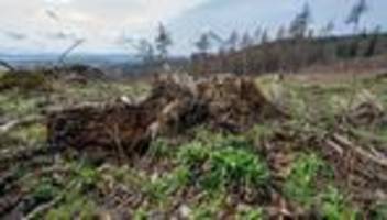 Umweltpolitik: Fördermittelpause bei Wiederbewaldung sorgt für Unruhe