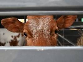 Erreger auch in der Milch: Vogelgrippe bei Kühen in den USA nachgewiesen