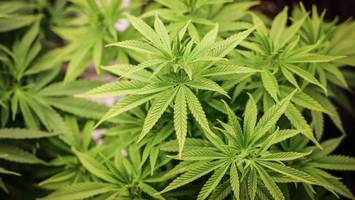 Mehr als 2400 Cannabispflanzen bei Razzien entdeckt