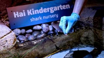 Sea Life: Katzenhai-Babys früher als erwartet geschlüpft