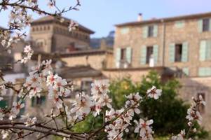 Orte: Wo kann man die Mandelblüte auf Mallorca am besten sehen?