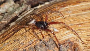 Horror im eigenen Zuhause - Mann stirbt fast an Spinnenbiss - Gattung gibt es auch in Deutschland