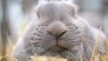 tiere: immer weniger kaninchenzüchter in thüringen