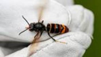 tiere: mehr asiatische hornissen: was bedeutet das für die natur?